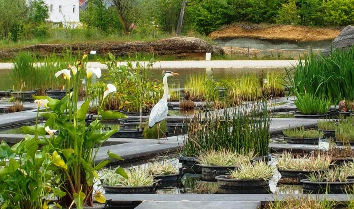 Jardin Botanique