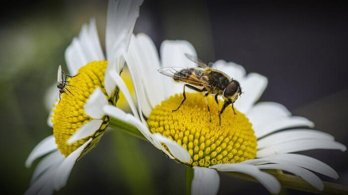 🌱 Jardiner au naturel : 2h de formation gratuite à la biodiversité au Jardin Botanique