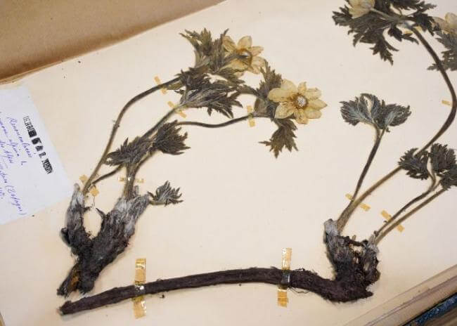 Visite exclusive de l’herbarium du Jardin botanique