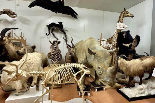 Visite du centre de conservation des collections - événement Bordeaux