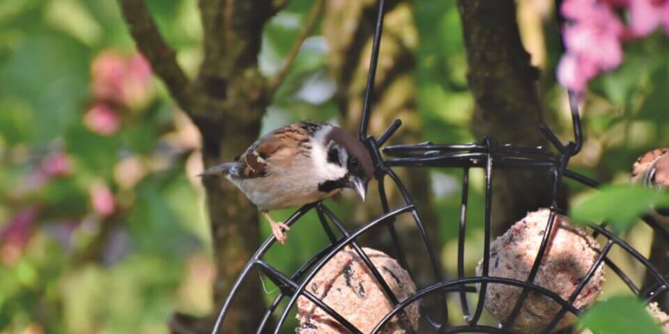 Préparation de Boule de Graisse pour les oiseaux - événement Bordeaux