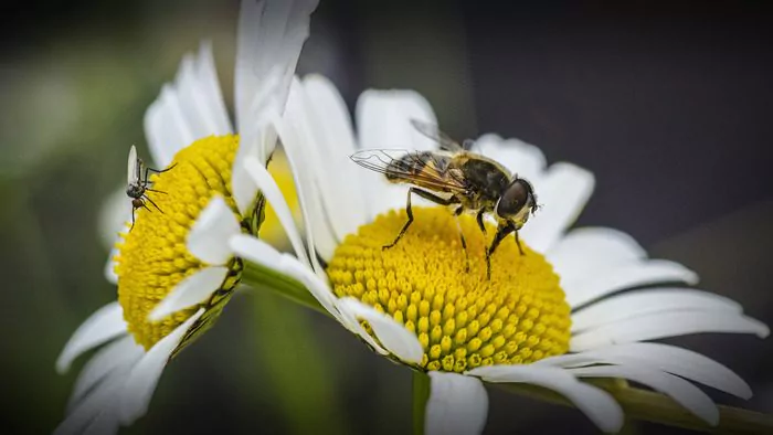 🌱 Jardiner au naturel : 2h de formation gratuite à la biodiversité au Jardin Botanique