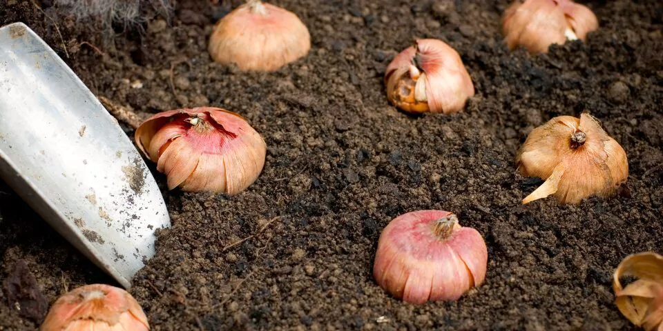 Plantons des bulbes