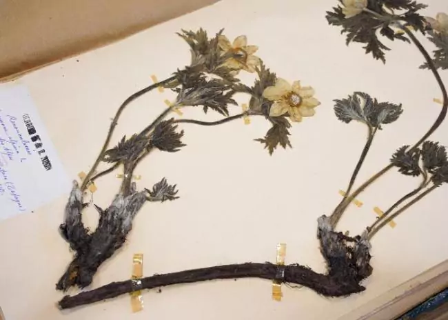 Visite exclusive de l’herbarium du Jardin botanique