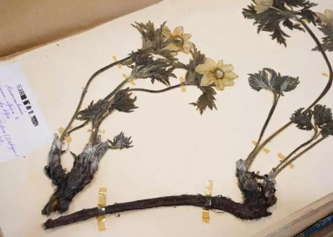 Visite exclusive de l’herbarium du Jardin botanique